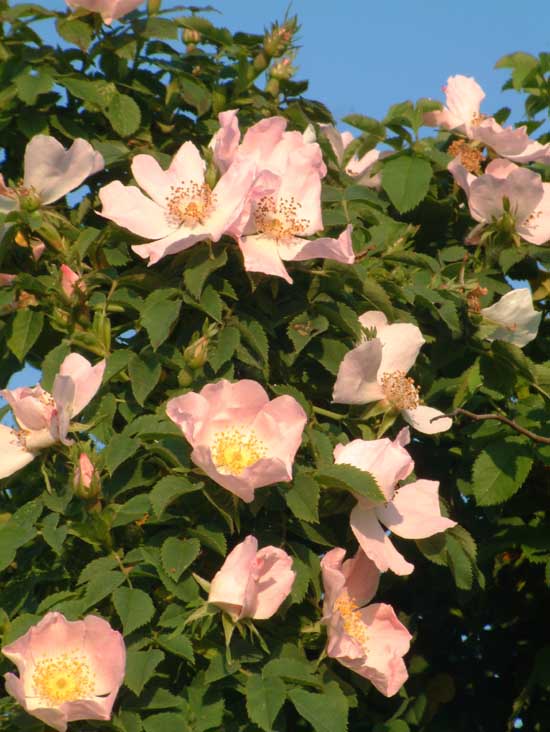  Image name: rosacanina4.jpg 
 width: 550 pixel 
 height: 732 pixel 
 Size: 67971 bytes 
 Click to enlarge 